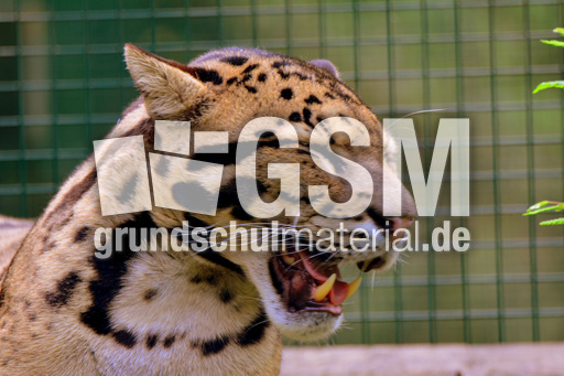 Nebelparder (19).jpg